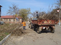 Организация Благоустрой вновь выкорчевывает деревья на улицах города.