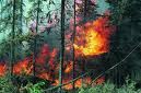 Пожары в лесах