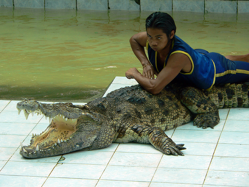 Крокодилья ферма на острове Самуи в Таиланде